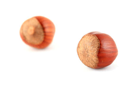 Two hazelnuts against a white backgroundの写真素材