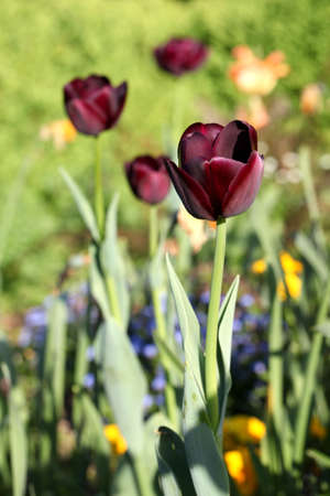 Field of tulipsの写真素材