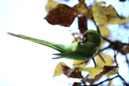 Rose-ringed Parakeet  Psittacula krameri  female
