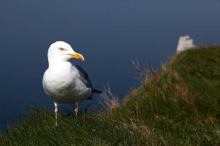 European Herring Gull  - Larus argentatus の写真素材