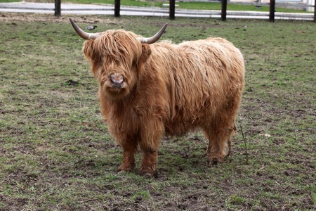 Highland cow staring