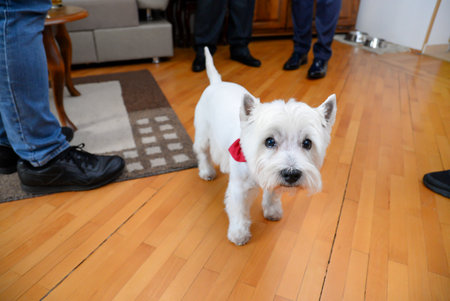 A small white dog with black eyes and a red bow in a home on a path between other people's legs looks lost and scaredの写真素材