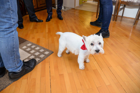 A small white dog with black eyes and a red bow in a home on a path between other people's legs looks lost and scaredの写真素材