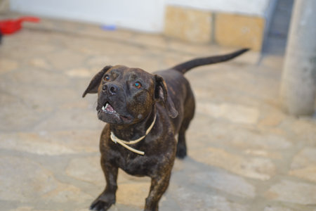 A dachshund-French bulldog mix dog in his backyardの写真素材