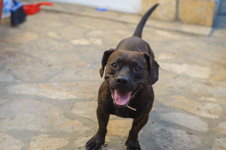 A dachshund-French bulldog mix dog in his backyard