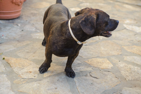 A dachshund-French bulldog mix dog in his backyard