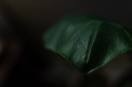 Abstract leaves of a house plantの写真素材