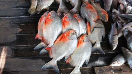 Fresh fish on a local burmese market