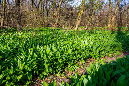 The wild garlic (Allium ursinum) growing in the forest. Bear's garlic or Ramsons.