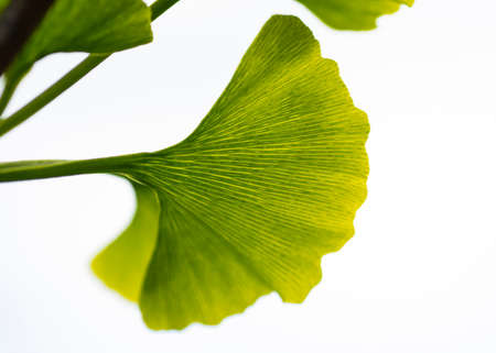 Leaves of a ginkgo biloba tree, Maidenhair tree, Ginkgophyta.の写真素材