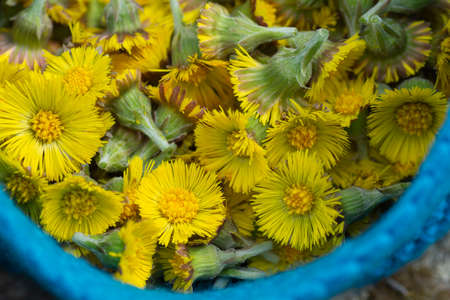 Freshly picked yellow Coltsfoot (Tussilago farfara) flower heads close up. Selective focus.の写真素材