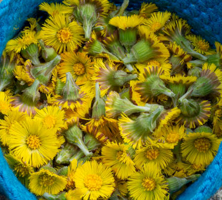 Freshly picked yellow Coltsfoot (Tussilago farfara) flower heads close up. Selective focus.の写真素材