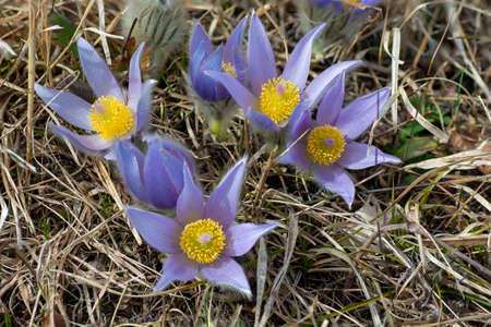 The greater Pasque flower (Pulsatilla grandis) in the bloom. Close up. Macro. Detail. Selective focus.の写真素材