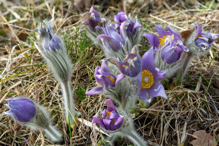 The greater Pasque flower (Pulsatilla grandis) in the bloom. Close up. Macro. Detail. Selective focus.の写真素材