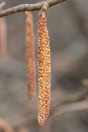 Blooming catkins of the Common Hazel (Corylus avellana) in the springtime. Male flowers of the hazel tree. Close up. Detail. macro. Selective focus.の写真素材