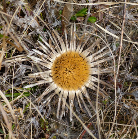 Dried  flower head of Milk thistle (Silybum marianum) , Cardus marianus  or Mary thistle. Thistle in the shape of the sun. Close up. Macro.の写真素材