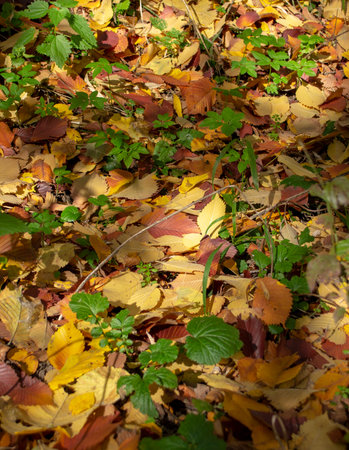 Colorful background of fallen autumn leaves.の写真素材