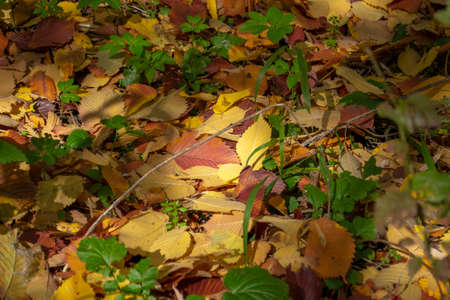 Colorful background of fallen autumn leaves.の写真素材