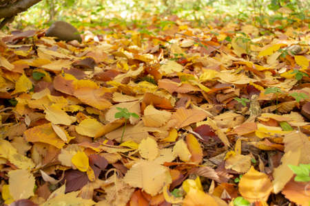 Colorful background of fallen autumn leaves.の写真素材