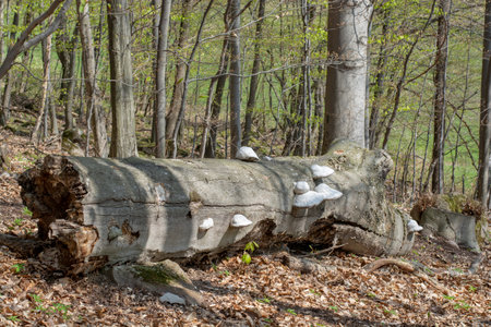 Medicinal Mushrooms (Fomitopsidaceae) On The Dead Tree Trunk. Close Up. Detail.の写真素材