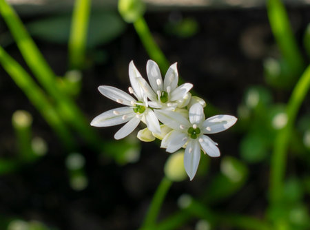 Flowering  wild garlic (Allium ursinum) in the garden. The plant is also known as ramsons, buckrams, broad-leaved garlic, wood garlic, bear leek or bear's garlic. Top view.の写真素材