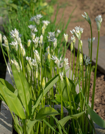 Flowering  wild garlic (Allium ursinum) in the garden. The plant is also known as ramsons, buckrams, broad-leaved garlic, wood garlic, bear leek or bear's garlic.の写真素材