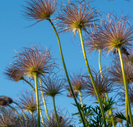Closeup of feathery seeds of  the Pasque flower (Pulsatilla vulgaris ) in springtime. European pasqueflower silky seed-heads. Blue sky in the background.の写真素材
