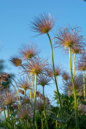 Closeup of feathery seeds of  the Pasque flower (Pulsatilla vulgaris ) in springtime. European pasqueflower silky seed-heads. Blue sky in the background.の写真素材