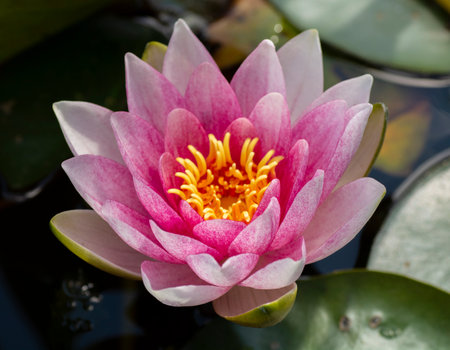 Pink water lily in the pond. Nymphaea pubescens close up. Macro. Selective focus.の写真素材