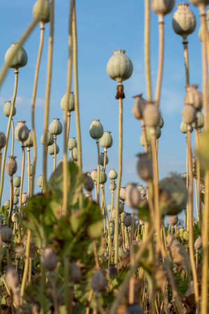 Poppy (Papaver somniferum) seed heads in the summer. The plant is also known as Breadseed or Opium poppy.の写真素材
