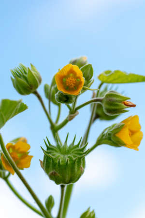 Abutilon theophrasti leaves and flowers. The plant is also known as  velvet plant, velvet weed, Chinese jute crown weed, button weed, lantern mallow, butter print, pie-marker, or Indian mallow.の写真素材