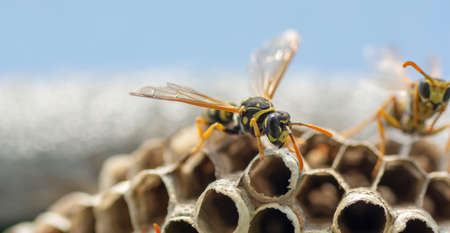 European wasp (Vespula germanica) building a nest to start a new colony in the greenhouse.の写真素材