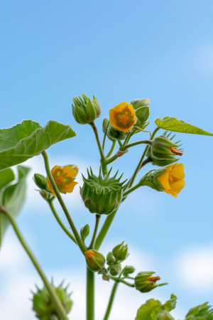 Abutilon theophrasti leaves and flowers. The plant is also known as  velvet plant, velvet weed, Chinese jute crown weed, button weed, lantern mallow, butter print, pie-marker, or Indian mallow.の写真素材