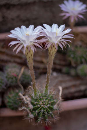 Blooming hedgehog cactus. White flowers of Echinopsis also known as Sea-urchin or Easter lily cactus.の写真素材