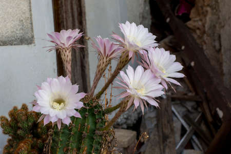 Blooming hedgehog cactus. White flowers of Echinopsis also known as Sea-urchin or Easter lily cactus.の写真素材