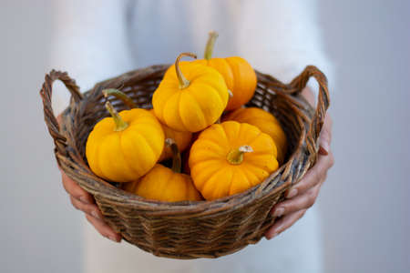 Unrecognizable woman holding small fresh ripe yellow pumpkins. Organic decorative dwarf pumpkins.in a wicker basket.の写真素材