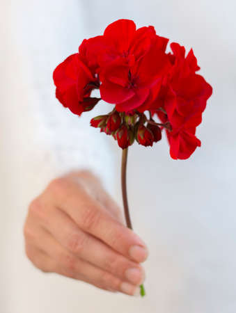 Unrecognizable woman holding red pelargonium flower in her hand. Selective focus.の写真素材