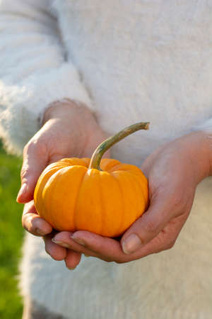 Unrecognizable woman holding single yellow decorative dwarf pumpkin in her hands.の写真素材