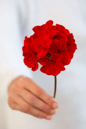 Unrecognizable woman holding red pelargonium flower in her hand. Selective focus.の写真素材