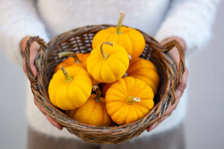 Unrecognizable woman holding small fresh ripe yellow pumpkins. Organic decorative dwarf pumpkins.in a wicker basket.の写真素材