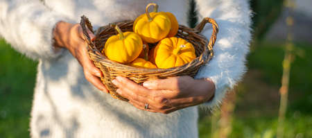Unrecognizable woman holding small fresh ripe yellow pumpkins. Organic decorative dwarf pumpkins in a wicker basket.の写真素材