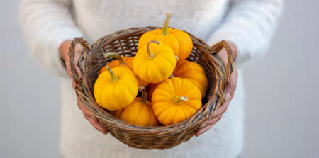 Unrecognizable woman holding small fresh ripe yellow pumpkins. Organic decorative dwarf pumpkins in a wicker basket.の写真素材