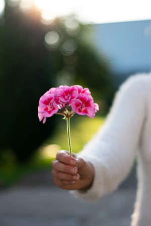 Unrecognizable woman holding pink pelargonium flower in her hand. Selective focus.
