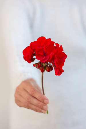 Unrecognizable woman holding red pelargonium flower in her hand. Selective focus.の写真素材