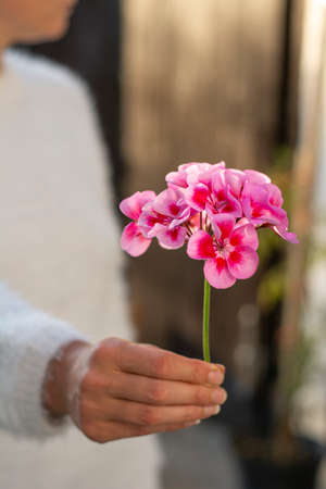 Unrecognizable woman holding pink pelargonium flower in her hand. Selective focus.の写真素材