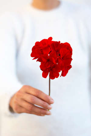 Unrecognizable woman holding red pelargonium flower in her hand. Selective focus.の写真素材