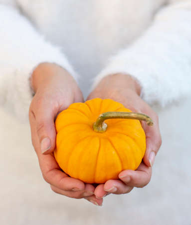 Unrecognizable woman holding single yellow decorative dwarf pumpkin in her hands.の写真素材