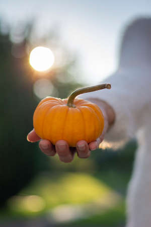 Unrecognizable woman holding single yellow decorative dwarf pumpkin in her hand.の写真素材
