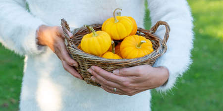 Unrecognizable woman holding small fresh ripe yellow pumpkins. Organic decorative dwarf pumpkins in a wicker basket.の写真素材
