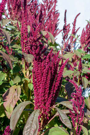 Amaranth purple flower spikes in the summer. The plant is also known as Blood, Red or Purple Amaranth.の写真素材